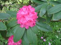 Besuch des Privatgartens der Familie Miles