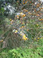 Besuch des Privatgartens der Familie Miles