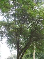 Besuch des Privatgartens der Familie Miles