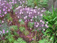 Besuch des Privatgartens der Familie Miles