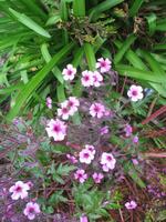 Besuch des Privatgartens der Familie Miles