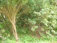 Besuch des Privatgartens der Familie Miles