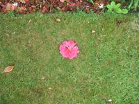 Besuch des Privatgartens der Familie Miles