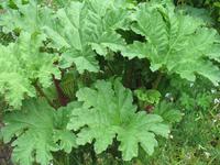 Besuch des Privatgartens der Familie Miles