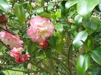 Besuch des Privatgartens der Familie Miles