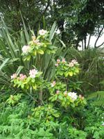 Besuch des Privatgartens der Familie Miles