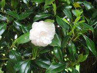 Besuch des Privatgartens der Familie Miles