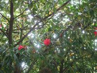 Besuch des Privatgartens der Familie Miles