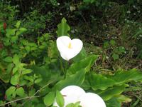 Besuch des Privatgartens der Familie Miles