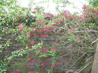 Besuch des Privatgartens der Familie Miles