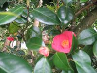 Besuch des Privatgartens der Familie Miles