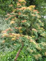 Besuch des Privatgartens der Familie Miles