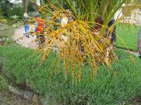 Besuch des Privatgartens der Familie Miles