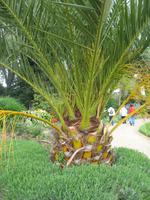 Besuch des Privatgartens der Familie Miles