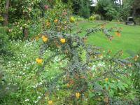 Besuch des Privatgartens der Familie Miles