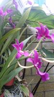 Orchideen Stiftung, Jersey 2