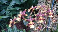 Orchideen Stiftung, Jersey 3