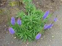 Sark, Seigneurie, Stolz von Madeira