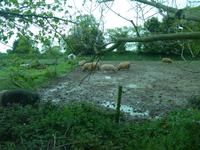 Jersey, glückliche Schweine