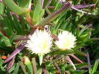 Jersey, Mittagsblumen