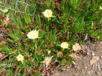 Jersey, Mittagsblumen