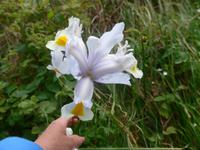 Jersey, Wanderung Nordküste, Schwertlilie