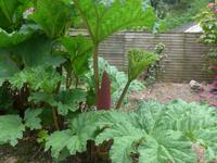 Jersey, Rozel Bay, Riesenrhabarber