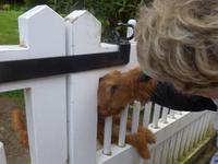 Jersey, Rozel Bay, Wachhund