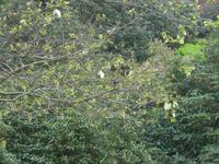 Jersey, Rozel Bay, Taschentuchbaum