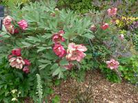 Jersey, Privatgarten Mrs. Lea, Pfingstrosen