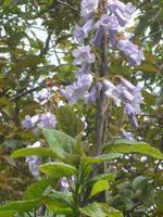 Jersey, Privatgarten Mrs. Lea, Blauglockenbaum