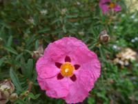 Jersey, Privatgarten Mrs. Lea, Zistrose