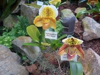 Jersey, Orchid Foundation