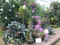 Jersey, Orchid Foundation