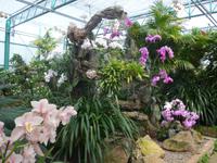 Jersey, Orchid Foundation