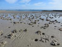 auch die Wattwürmer sind aktiv...