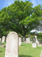 500 Jahre alte Eichen bewachen die Gräber an der St. Brelades Church