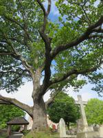 500 Jahre alte Eichen bewachen die Gräber an der St. Brelades Church
