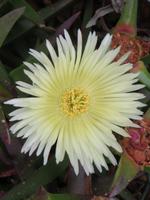 Hottentottenblumen säumen den Weg