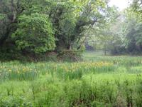 wilde, gelbe Schwertlilien