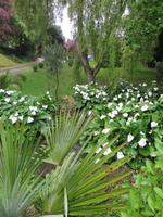 unzählige Callas säumen den kleinen Teich