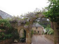 trotz des Regens blüht der Blauregen