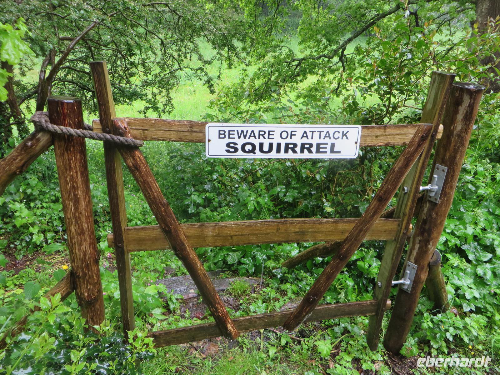 offenbar gibt es auch gefährliche Eichhörnchen!