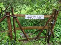 offenbar gibt es auch gefährliche Eichhörnchen!