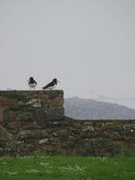 die Austernfischer sind vom Regen unbeeindruckt