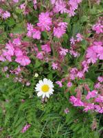 immer wieder tolle Blüten am Wegesrand auf allen Inseln