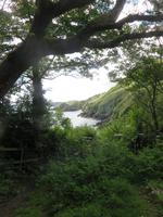 kleine Wälder entlang der Küste