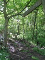 durch den Wald geht es wieder hoch zu den Klippen