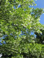 der Taschentuchbaum in voller Blüte