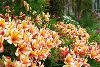 Blumen in der Seigneurie